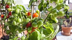 Uprawa pomidorów na balkonie. Jak sprawić, aby były soczyste i smaczne