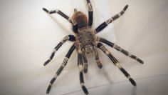 Przerażające odkrycie we Wrocławiu. Jadowity gatunek pająka z Brazylii w mieszkaniu