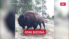 Atak bizona