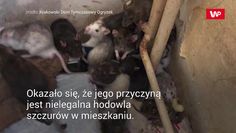 130 szczurów w domu. Likwidacja dzikiej hodowli
