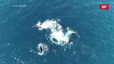Polowanie na humbaka u wybrzeży Australii. Stado orek osaczyło wieloryba