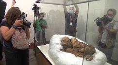 Mumia młodego mężczyzny sprzed 800 - 1200 lat. Sensacyjne odkrycie w Peru