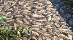 Dziesiątki tysięcy martwych ryb w jeziorze. Tragedia na Sumatrze w Indonezji