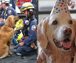 Ostatni żyjący pies-bohater, który ratował ludzi spod gruzów WTC, skończył 16 lat!