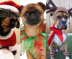 Pudelek na święta: psy i ich świąteczne przebrania (ZDJĘCIA)