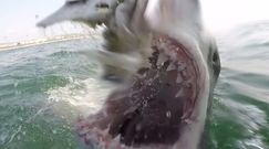 Atakujący żarłacz biały. Przerażające nagranie fotografa