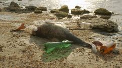 Zanieczyszczenie mórz i oceanów przyczyną śmierci delfinów i wielorybów