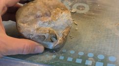 Odkrył skamieniałe pazury kraba