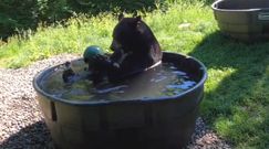 Niedźwiedzie spa. To nagranie z kąpieli w zoo stało się hitem sieci