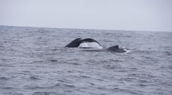 Nie widziano ich 40 lat. Powrót Wielorybów na wody Antarktydy