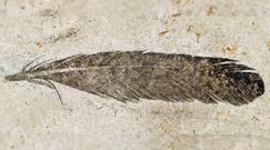 Najstarsze pióro. Naukowcy zidentyfikowali właściciela pióra sprzed 150 mln lat
