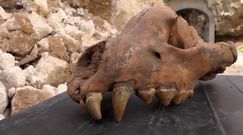 Ogromna czaszka hieny znaleziona w jaskini. Niezwykłe odkrycie na Krymie