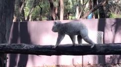Skok misia koala. Zoo w Australii nagrało wyjątkowe zachowanie zwierzęcia