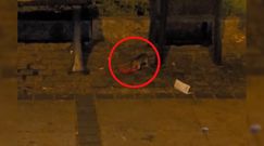 Plaga szczurów w centrum Częstochowy. Zaniepokojeni mieszkańcy publikują nagranie