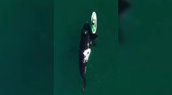 Wieloryb popycha płetwą deskę. Niezwykłe nagranie z Argentyny