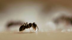 Sposoby na mrówki w domu. Zdradzamy, jak pozbyć się owadów