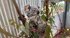 Koale w Australii. Ekolodzy biją na alarm