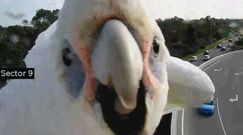 Dzika papuga w Australii. Zasłoniła kamerę na autostradzie, wdzięczyła się do obiektywu