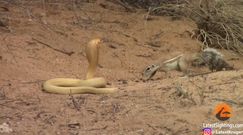 Wiewiórka naziemna kontra kobra