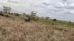 Atak słoni na lwy. Broniły swoich młodych
