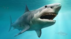 Naukowcy potwierdzają rozmiary prehistorycznego rekina