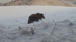 Zima w Bieszczadach. Leśnicy publikują niezwykłe nagrania z fotopułapek