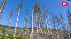 Zmiany klimatyczne a owady. Sytuacja w polskich lasach jest na bieżąco monitorowana