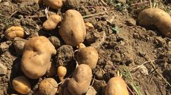Niezwykłe właściwości ziemniaków. Pięć powodów, dla których warto je jeść