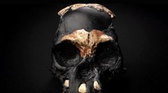 Odkrycie maleńkiej czaszki dziecka w RPA. Naukowcy poruszeni znaleziskiem sprzed 250 tysiecy lat