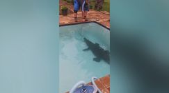 Krokodyl w domowym basenie. Przerażona rodzina wezwała pomoc