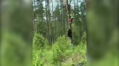 Uciekł na drzewo przed niedźwiedziem. Przypadkowe nagranie