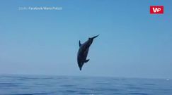 Radość delfina. Niezwykłe nagranie rybaka