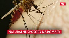 Naturalne sposoby na komary