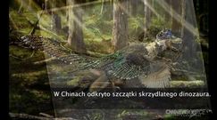 Największy skrzydlaty dinozaur znany nauce