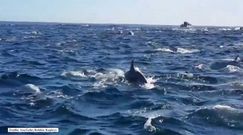 Ogromna rodzina delfinów poluje na ryby