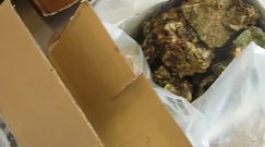 170 kg rafy koralowej w bagażu przemytników