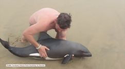 Przewodnik uratował młodego delfina wyrzuconego na brzeg oceanu. Ten film podbija internet