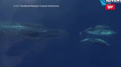Wieloryb i delfiny. Niesamowite nagranie z drona
