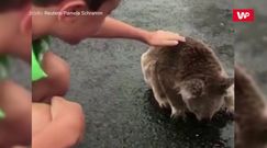 Australia po ulewach. Spragniony koala zlizuje wodę z asfaltu