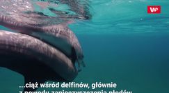 Szansa dla delfinów. Badania USG zdradziły prawdę