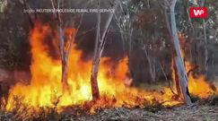 Pożary w Australii. Pierwsza taka deklaracja pomocy