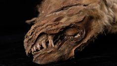 Tajemnicza Zhùr. Mumia wilka sprzed 57 tys. lat