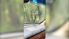 Jechał samochodem z wężem na przedniej szybie. Niezwykłe nagranie z USA