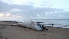 Martwe wieloryby na plaży. Zagadkowa śmierć morskich olbrzymów