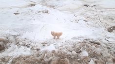 Zaginiony pies w Arktyce. Niecodzienna akcja rosyjskiego lodołamacza