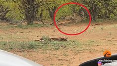 Walka hieny i lamparta o impalę. Niezwykłe nagranie z afrykańskiej sawanny