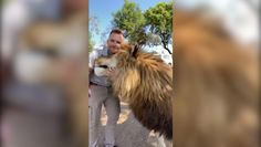 Lew pieszczoch. Król zwierząt i jego opiekun hitem w sieci