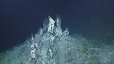 Odkrycie na dnie oceanu. Naukowcy o tajemniczych formach życia