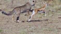 Stado gepardów z gazelą kontra pawian. Zaskakujący finał polowania w Kenii