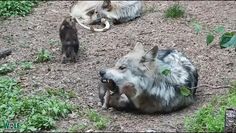 Basior z małymi. Nagranie z legowiska wilków meksykańskich